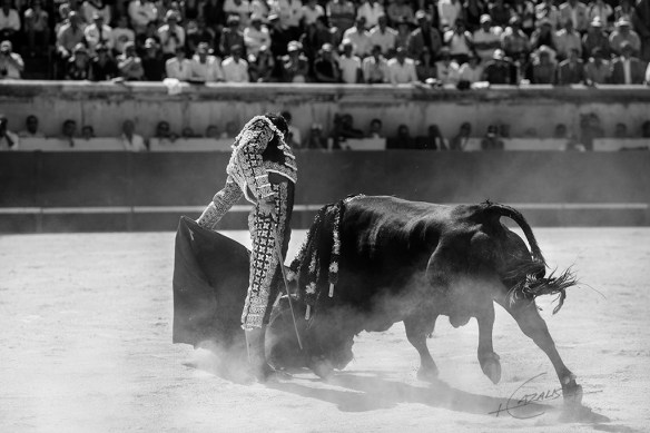 The Master from Madrid, José Tomás by Carlos Cazalis, from his forthcoming book, Sangre De Reyes, 'Blood Of Kings'